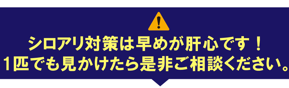 シロアリ対策は早めが肝心。1匹でも見かけたら是非ご相談ください。