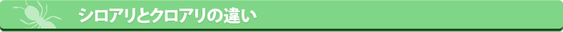 シロアリねっと・シロアリとクロアリの違い