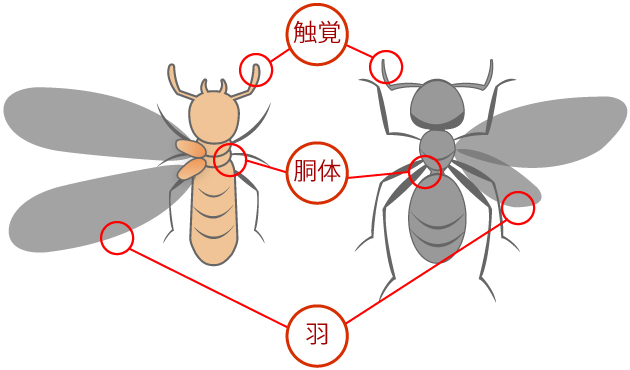 シロアリねっと・シロアリとクロアリの違い