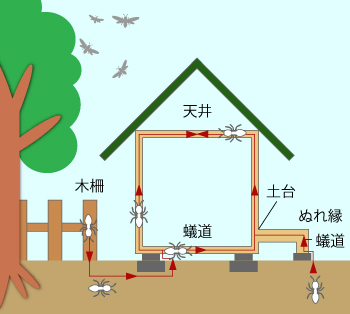 シロアリねっと・シロアリの浸入経路