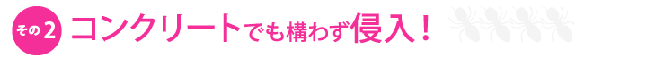 その2.コンクリートでも構わず侵入!